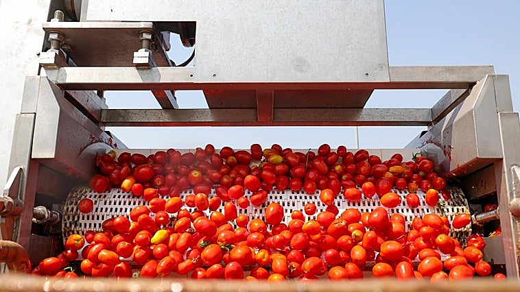 Las cooperativas pedirán a los tomateros que no siembren si el precio es bajo