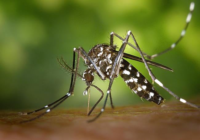 Mosquito.