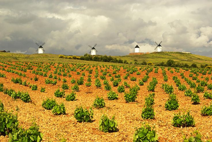 Don Quijote nos 'enseña' sus vinos