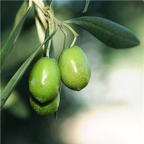 Las hojas de olivo tienen múltiples beneficios para la salud.