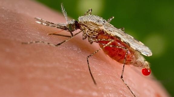 Científicos crean mosquitos bloqueadores de la malaria