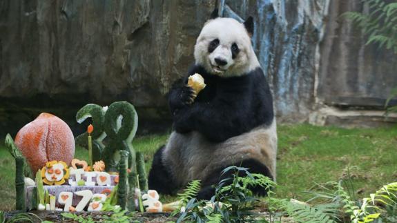 El oso Jia Jia el pasado 8 de agosto celebrando su 38 cumpleaños.