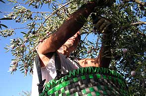 Un agricultor recoge aceitunas manzanilla cacereña en un olivar del norte de Cáceres.