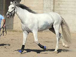 La crianza del caballo perfecto