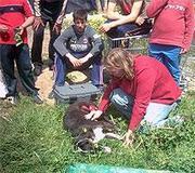 El 112 de los animales no da abasto