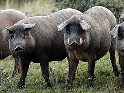 NO SOMOS LOS ÚNICOS: El cerdo ibérico era hace años casi exclusivo de Extremadura pero ahora se producen fuera  de la región tantos o más animales que dentro. |HOY