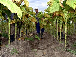 Trabajador de Cetarsa recogiendo hojas de tabaco en una finca en Cáceres.|HOY