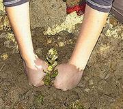 El programa Plantabosques repuebla desde hace cinco años las comarcas de Cáceres