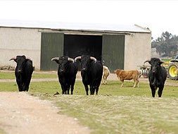 Trece toros fueron conducidos  por vacas mansas a un finca próxima desde el olivar en el quese habían refugiado./ JOSÉ VICENTE