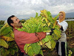 Dos trabajadores extranjeros recogen tabaco en una explotación del norte de Cáceres./ HOY