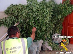 Los agentes buscan en los registros plantas de marihuana, útiles para el cultivo y la dosificación, y otros indicios que apunten al tráfico de esta sustancia.|HOY