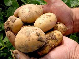 Los países subdesarrollados plantan más patatas./HOY