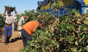 Trabajadores de la vendimia en Tierra de Barros. / HOY