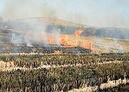 Extremadura se salta la prohibición europea de quemar rastrojos de cultivo