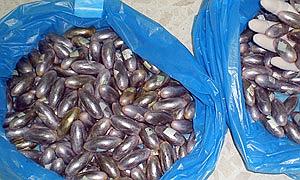 Bellotas incautadas por la Guardia Civil.|HOY