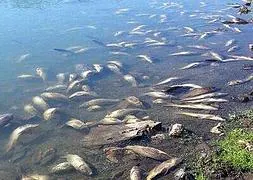 Mueren cientos de peces en el pantano de Valdecañas