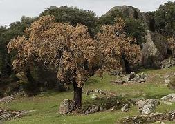 La seca se recrudece y cuenta ya con 5.000 brotes en la dehesa