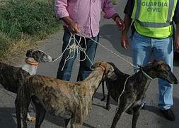 Seis detenidos por el robo de 34 galgos