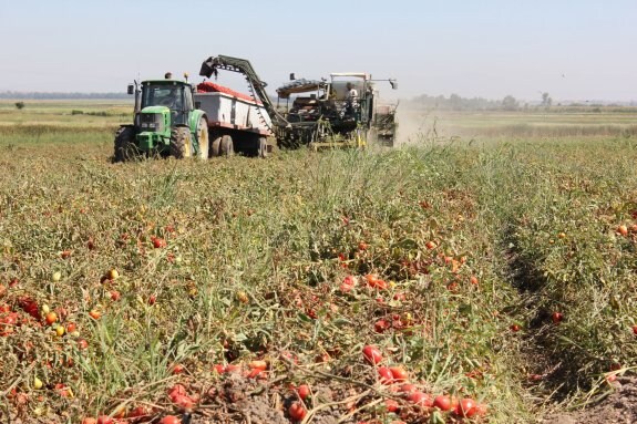 Explotación de tomate en una finca situada en las Vegas del Guadiana. 