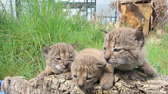 Comienza la reintroducción del lince en Extremadura y Castilla-La Mancha