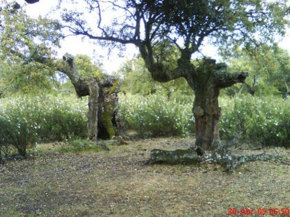 Alcornoques afectados por la seca y rodeados de jarales. :: HOY