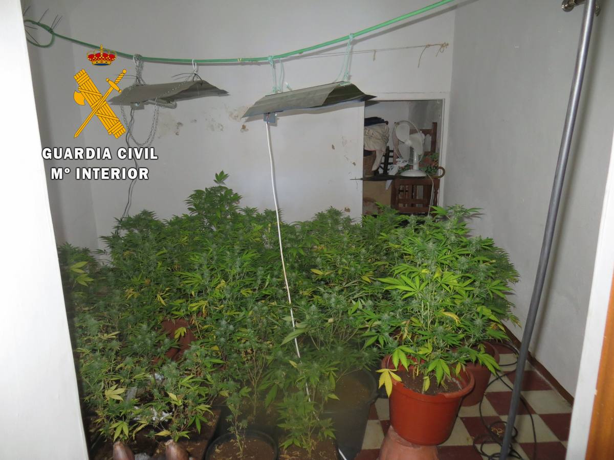 Intervenidas 49 plantas de marihuana en un domicilio de Alburquerque