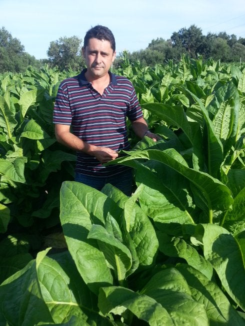 Fernández en su plantación de La Bazagona. :: e.g.r.