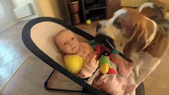 Así se disculpa un perro por robarle los juguetes al bebé
