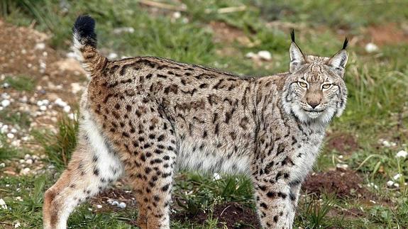 Denuncian el "triste" récord de muerte de linces por atropello en un año