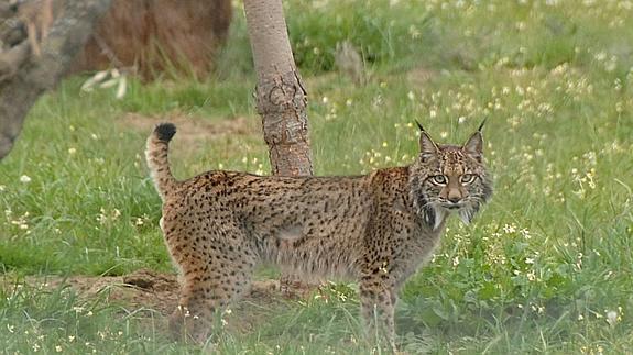 Ocho ejemplares de lince ibérico serán liberados antes de final de año en Portugal