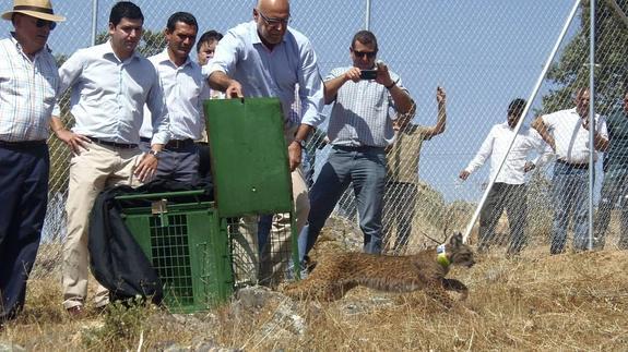 Liberación de un ejemplar en Valencia de las Torres en junio