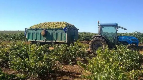 Comienza la vendimia  de uva blanca macabeo en la comarca de Tierra de Barros