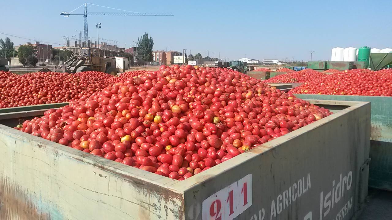 Cubas repletas de tomate en el patio de la cooperativa San Isidro. :: fh