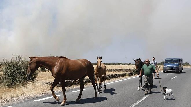 Un incendio en Oliva de Plasencia obliga a desalojar naves y viviendas