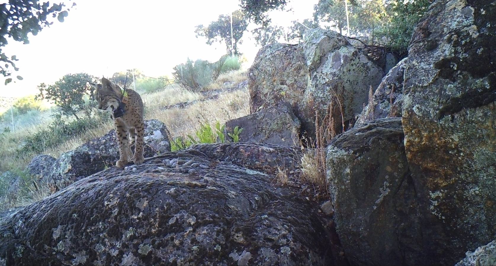 El macho Komodo, en una fotografía tomada en julio en el valle del Matachel (Badajoz)