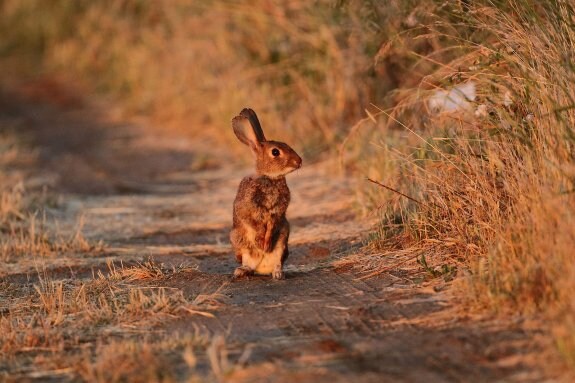 Imagen de un conejo en el campo extremeño. :: hoy