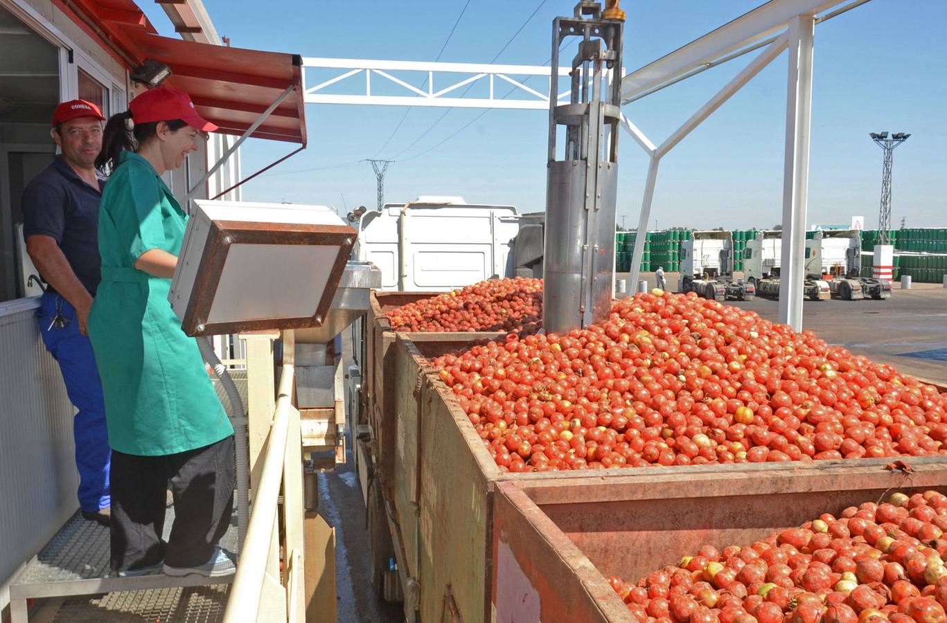 El tomate extremeño destaca por su calidad. :: hoy