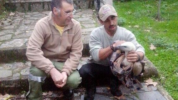 Rescatan a un buitre leonado atrapado en un árbol