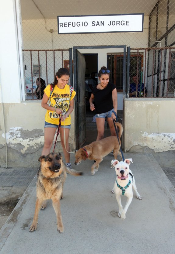 Dos jóvenes pasean perros del Refugio San Jorge. :: hoy