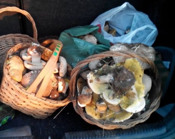 Setas recolectadas. :: JSP