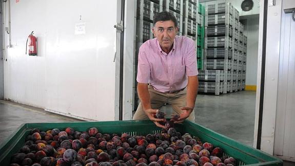 Francisco Gajardo, agricultor de Calamonte, con ciruelas en las cámaras frigoríficas este agosto