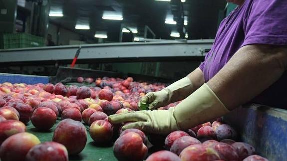 Una trabajadora de una cooperativa hortofrutícola de la región selecciona nectarinas.