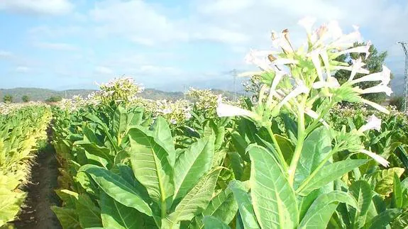 Cultivo de tabaco en el valle del Tiétar, norte de Extremadura