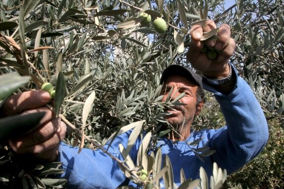 Un trabajador recoge aceitunas en un olivar. :: HOY