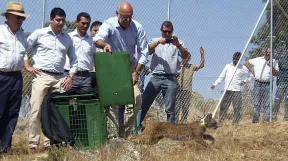 Uno de los linces que fue soltado el año pasado en Extremadura para su reintroducción.