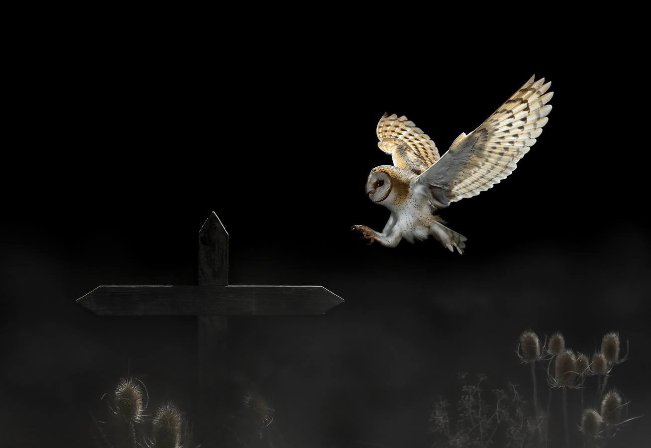 'Cuando cae la niebla', de Mario Cea Sánchez, una de las imágenes ganadoras del certamen fotográfico FIO 2015:: 