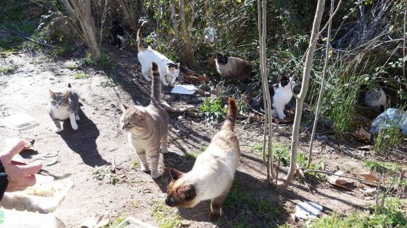 Las posibles sanciones por dar de comer a animales abandonados, a debate