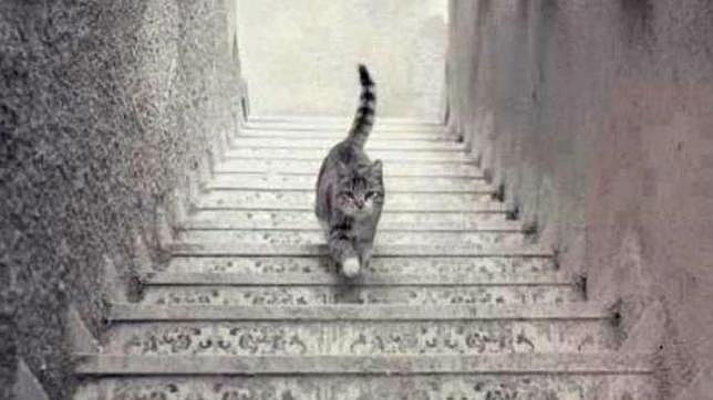 ¿El gato sube o bajas las escaleras?