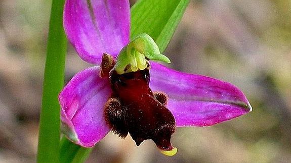 Excursiones botánicas en el Día de la Orquídea