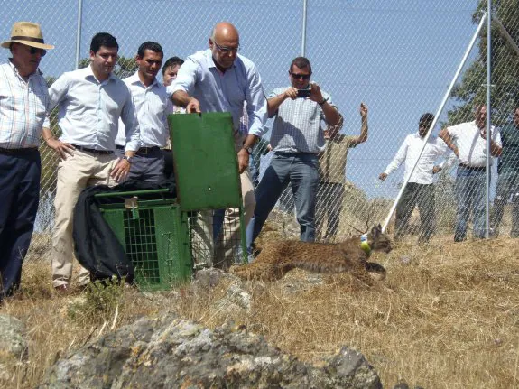 Liberación de un lince en Valencia de las Torres el pasado año. :: hoy